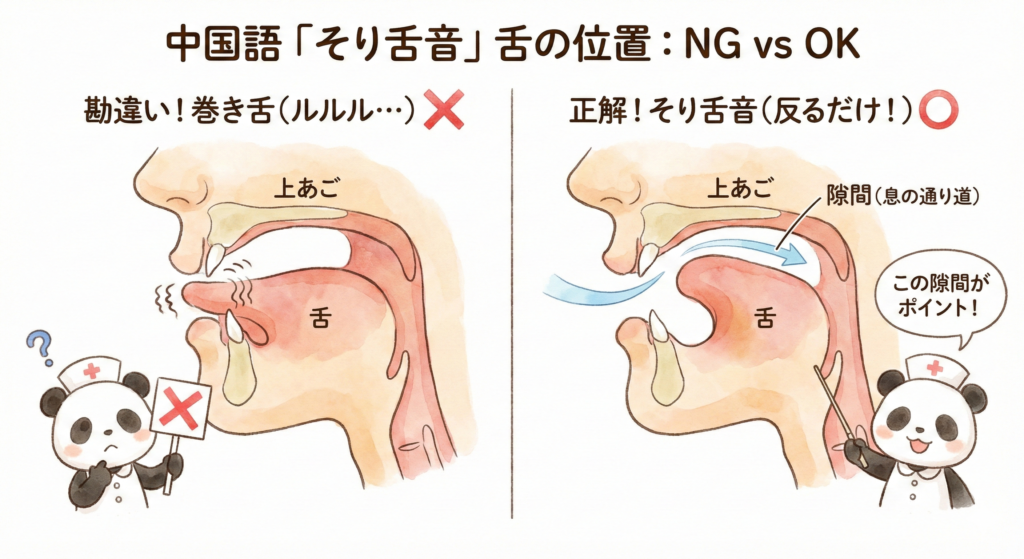 中国語「そり舌音」の舌の位置を解説する口腔断面図のイラスト。左側はNG例である「巻き舌」で、舌先が細かく震えている様子。右側は正解である「そり舌音」で、舌先が上あごに向かって反り上がり、わずかな隙間を息が通り抜ける様子が描かれている。両側にナースキャップを被ったパンダがおり、右側のパンダは指示棒で「この隙間がポイント！」と解説している。